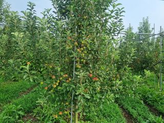 일심묘목농원님의 기타작물 · 자유게시판 작성글 사진