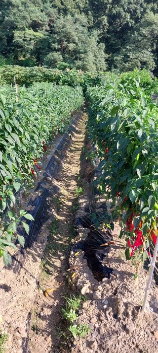 이진구님의 나의 농사 필수품 소개하기 · 참여글 작성글 사진