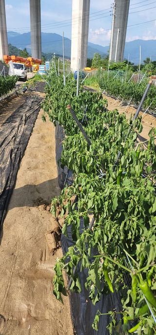 돌고개농장님의 고추 · 병해충상담 작성글 사진