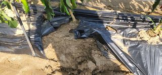 돌고개농장님의 고추 · 병해충상담 작성글 사진