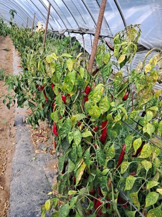 초보 농민 김해진님의 고추 · 병해충상담 작성글 사진