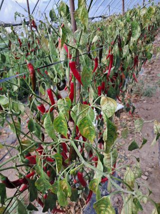 초보 농민 김해진님의 고추 · 병해충상담 작성글 사진