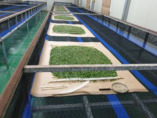 홍박농원님의 자유주제 · 자유게시판 작성글 사진