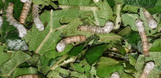 홍박농원님의 자유주제 · 자유게시판 작성글 사진