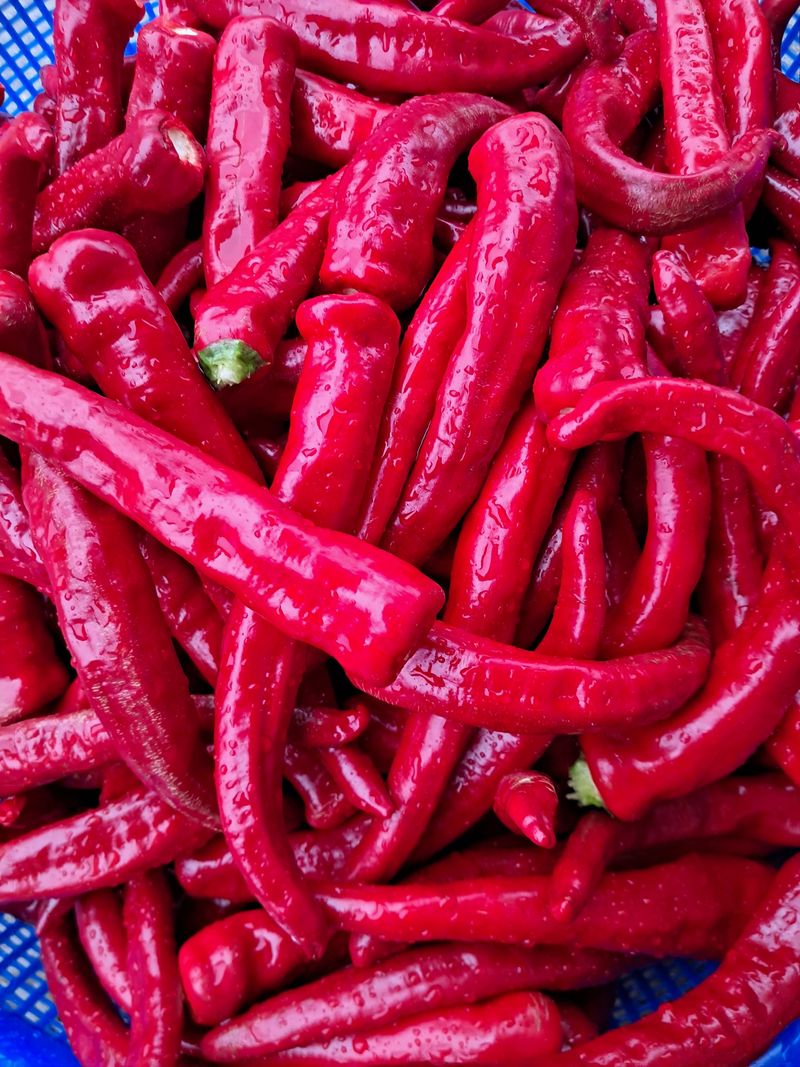 장터 상품 [건고추/고추가루] 썸네일