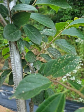 (팽나무*공주)님의 기타작물 · 병해충상담 작성글 사진