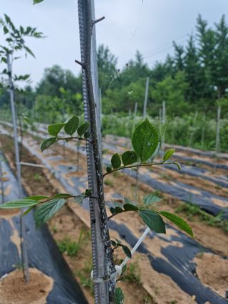 (팽나무*공주)님의 기타작물 · 병해충상담 작성글 사진
