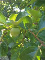 팜모닝 감·병해충상담 게시글 이미지