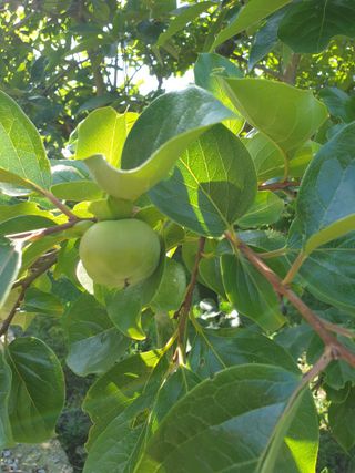 박영애님의 감 · 병해충상담 작성글 사진