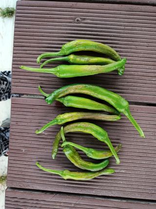 정태규님의 고추 · 병해충상담 작성글 사진