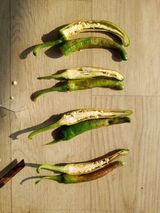 팜모닝 고추·병해충상담 게시글 이미지