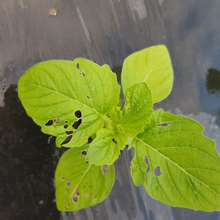 진교님의 참깨 · 병해충상담 작성글 사진