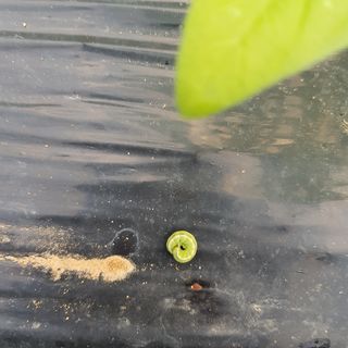 진교님의 참깨 · 병해충상담 작성글 사진