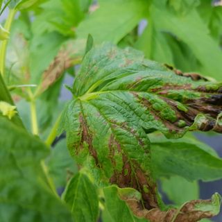 진교님의 참깨 · 병해충상담 작성글 사진