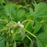 팜모닝 참깨·병해충상담 게시글 이미지