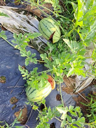 귀향인님의 기타작물 · 자유게시판 작성글 사진