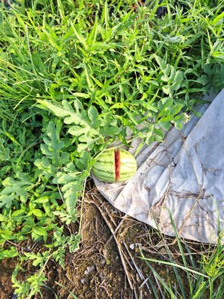 귀향인님의 기타작물 · 자유게시판 작성글 사진