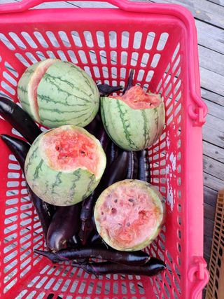 귀향인님의 기타작물 · 자유게시판 작성글 사진