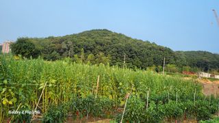 이미경님의 자유주제 · 자유게시판 작성글 사진