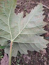 팜모닝 포도·병해충상담 게시글 이미지