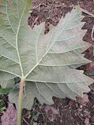 강충걸님의 포도 · 병해충상담 작성글 사진