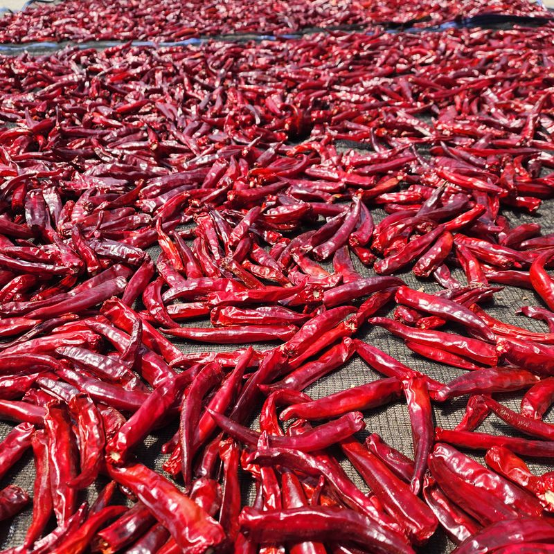 임경주 님의 장터 판매 상품 [고냉지 고춧가루] 첨부 사진