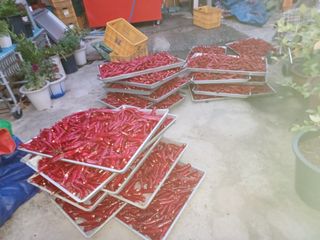 오영도님의 고추 · 수확 작성글 사진