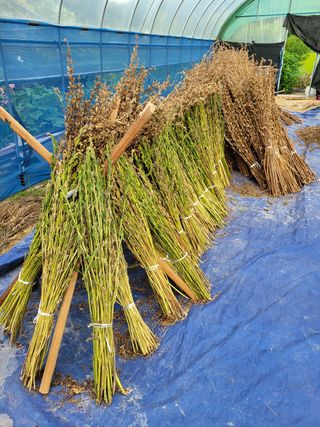 아리랑님의 참깨 · 영농일지 작성글 사진