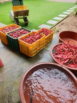 팜모닝 고추·수확 게시글 이미지