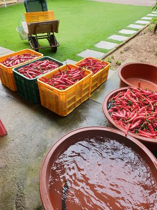 양파5749님의 고추 · 수확 작성글 사진