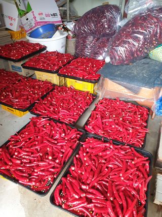 양파5749님의 고추 · 수확 작성글 사진