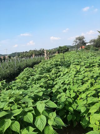 탕정농민님의 들깨 · 자유게시판 작성글 사진