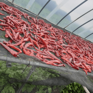 이정자님의 고추 · 수확 작성글 사진