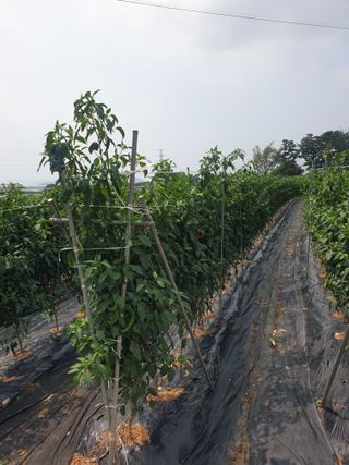 이정자님의 고추 · 수확 작성글 사진