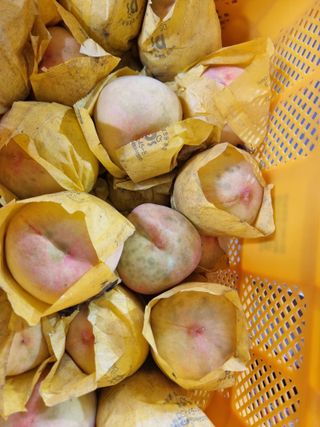 김병만78님의 복숭아 · 병해충상담 작성글 사진