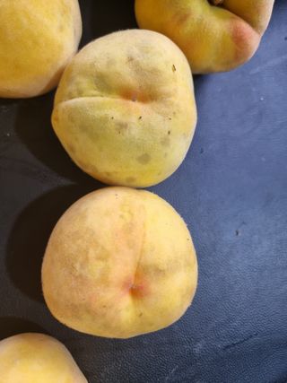 김병만78님의 복숭아 · 병해충상담 작성글 사진