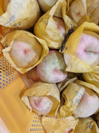 김병만78님의 복숭아 · 병해충상담 작성글 사진