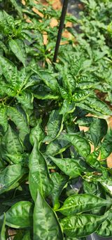 팜모닝 고추·병해충상담 게시글 이미지