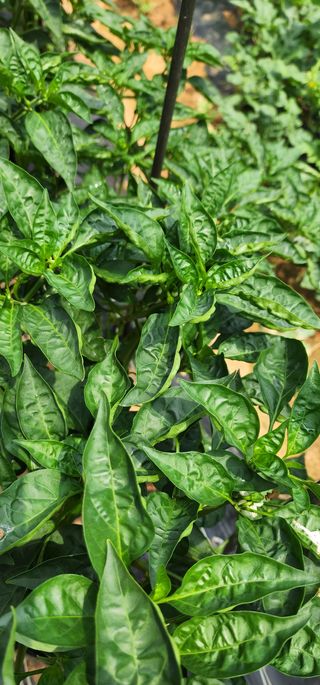 김연철님의 고추 · 병해충상담 작성글 사진