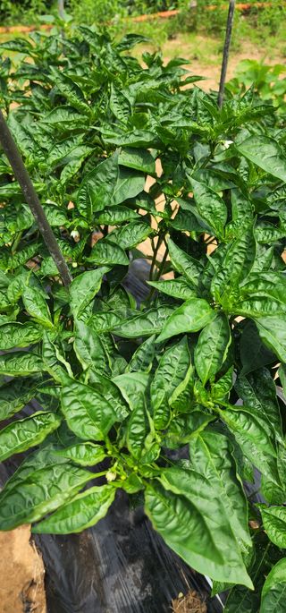 김연철님의 고추 · 병해충상담 작성글 사진