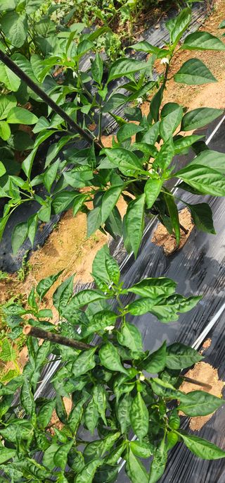 김연철님의 고추 · 병해충상담 작성글 사진