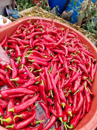 태일농산이정수님의 고추 · 수확 작성글 사진