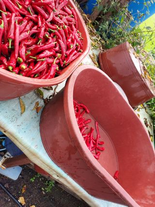 태일농산이정수님의 고추 · 수확 작성글 사진