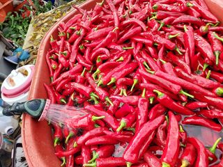 태일농산이정수님의 고추 · 수확 작성글 사진