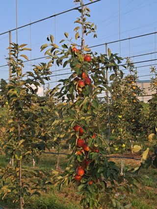 표명희님의 사과 · 영농일지 작성글 사진