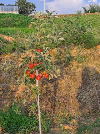 표명희님의 사과 · 영농일지 작성글 사진