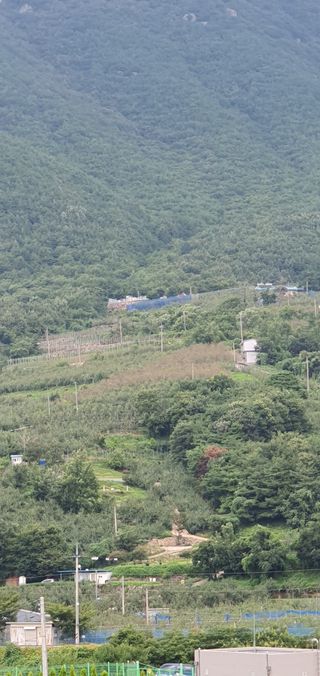 작가님님의 사과 · 병해충상담 작성글 사진
