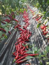 팜모닝 고추·수확 게시글 이미지