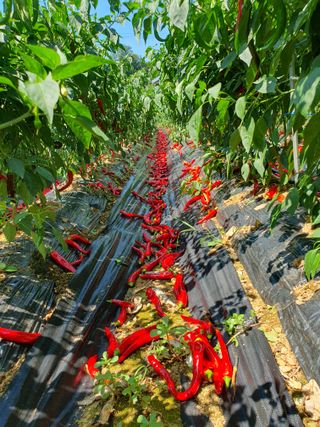 김윤성님의 고추 · 수확 작성글 사진