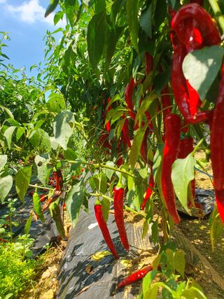 김윤성님의 고추 · 수확 작성글 사진